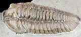 Large, Flexicalymene Trilobite - Ohio #55417-1